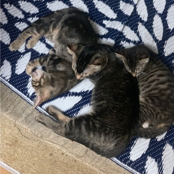 loft faux jacket - Picture 2 of 7